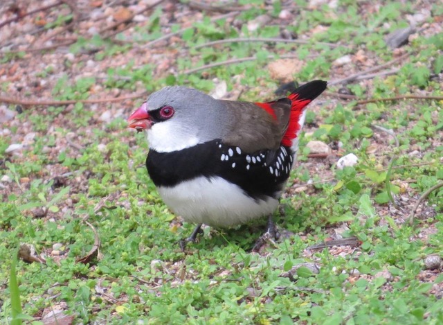 Diamond Firetail Kurringai April2014