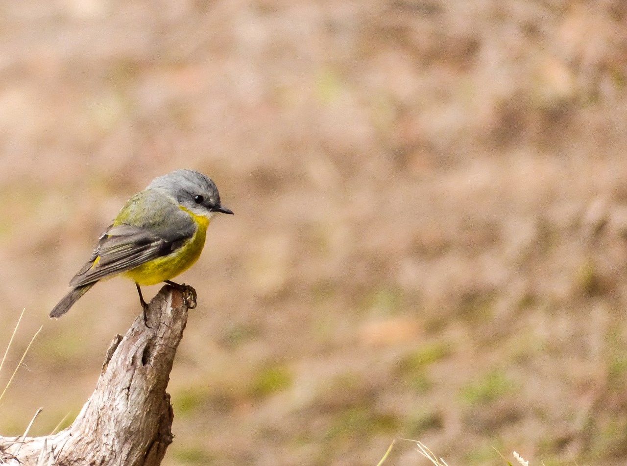 Eastern yellow robin