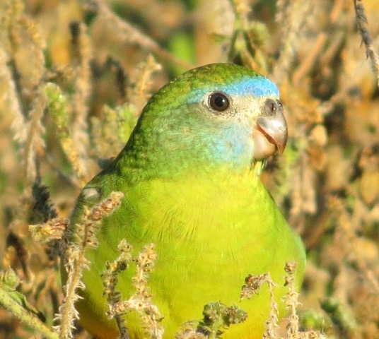 Female Turquoise Parrot Kuringai April 2014