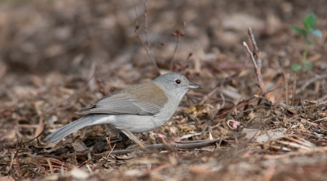 Gey shrike thrush Mike