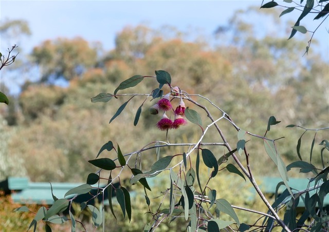 Kurringai Cottage 27 June 2018 P2270590