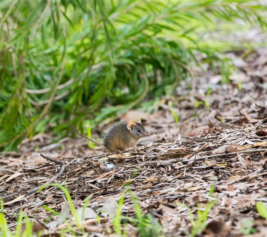 Kurringai Cottage Antechinus 27 June 2018 _DSC3301