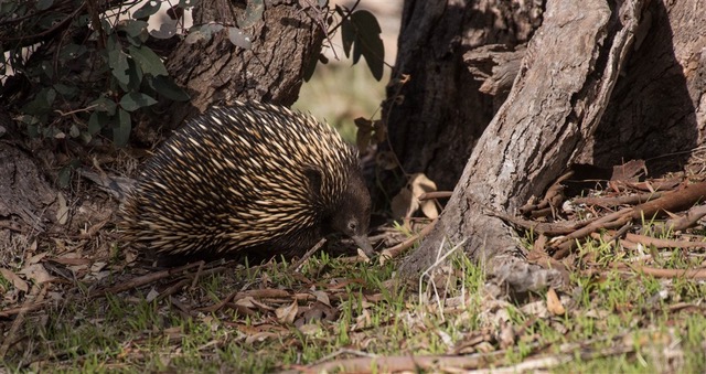 Kurringai Cottage Echidna 26 June 2018 _MIF0340