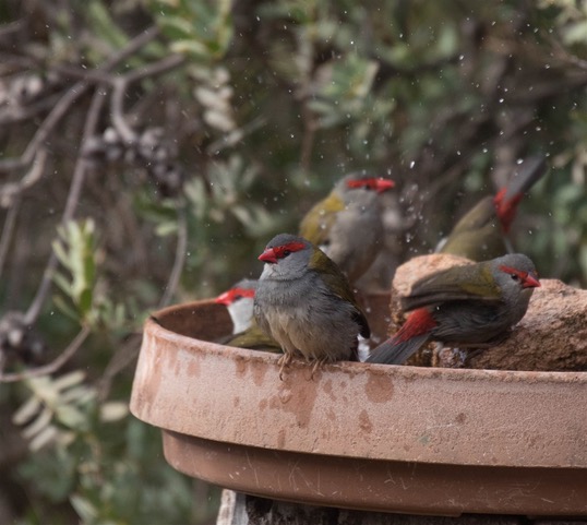 Kurringai Cottage Red_ browed Finch 26 June 2018_MIF0364