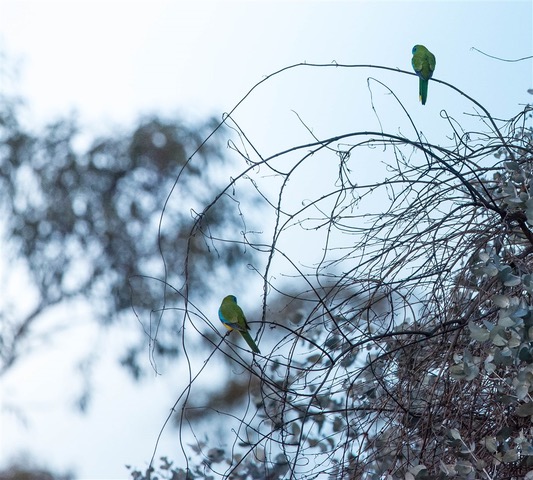 Kurringai Cottage Turquiose Parrots 27 June 2018 _DSC3295