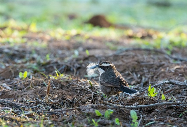 Kurringai Cottage White _browed Babbler 25 June 2018 _DSC2499