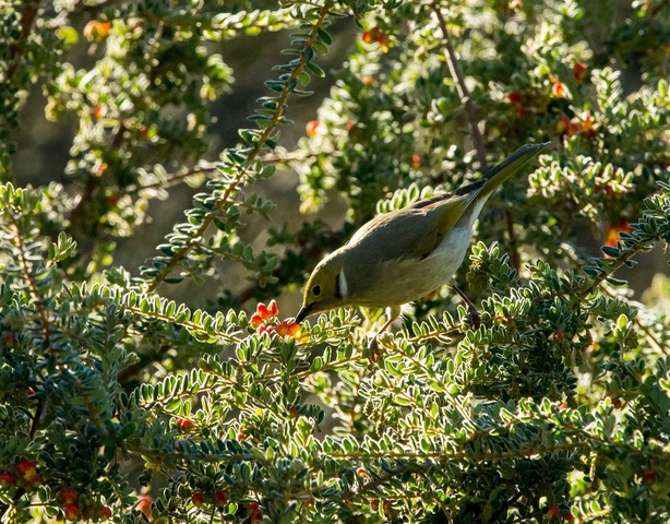 Kurringai Cottage White_plumed Honeyeater 25 June 2018 _DSC2568