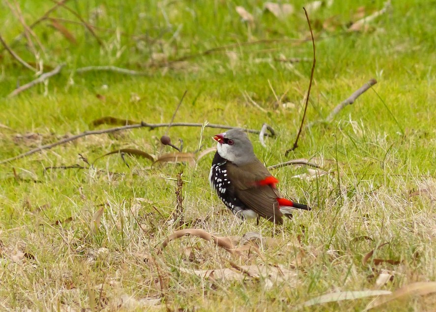 diamond firetail (2)